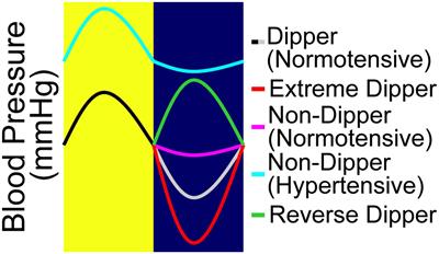 Effects of a high salt diet on blood pressure dipping and the implications on hypertension